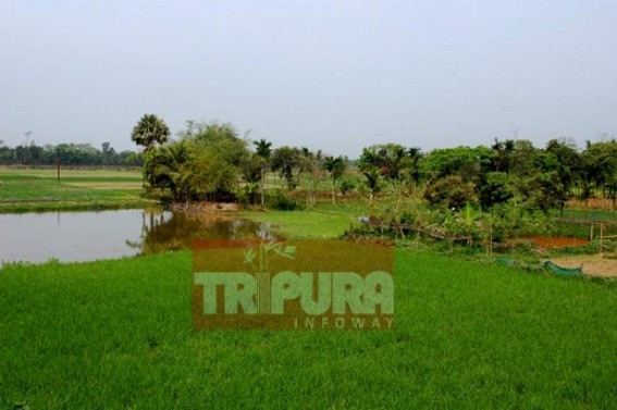 Rain ends dry streak, gives life into green fields Rain ends dry streak, gives life into green fields